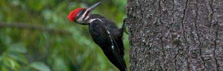 pileated woodpecker